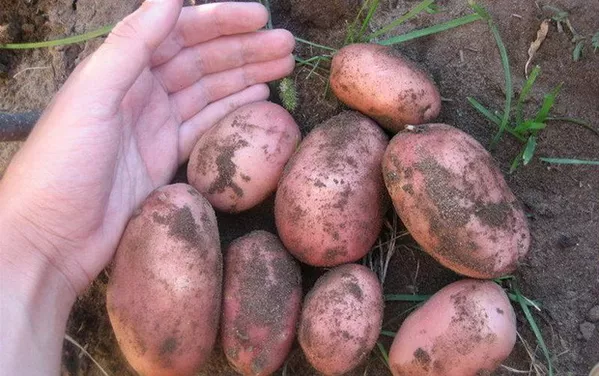 Картофель оптом урожай 2018
